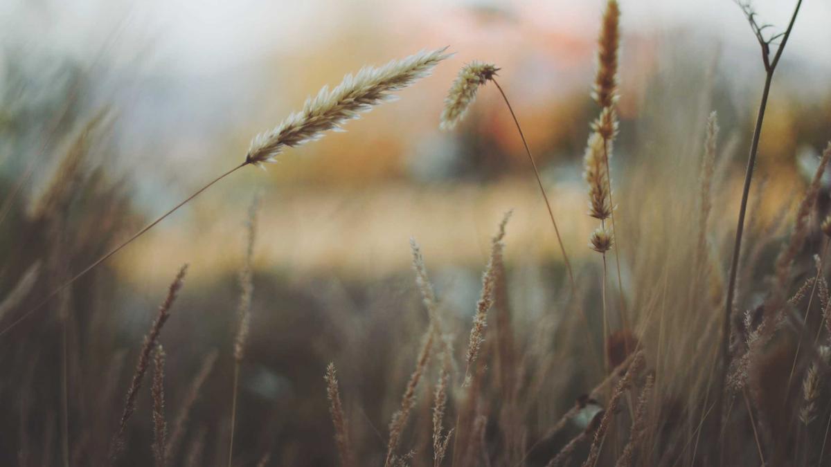 Municipalité de Meyzieu