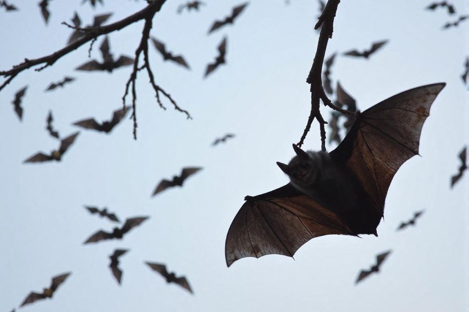 "Ça gratte, ça tape et je ne parle pas de l'odeur" : une famille vit avec plus de 400 chauves-souris dans son toit
